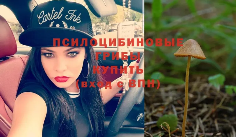 blacksprut   Златоуст  Псилоцибиновые грибы Psilocybe 